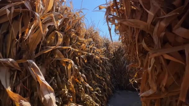 Dry Corn Field Move Camera High Quality Footage — Stock Video