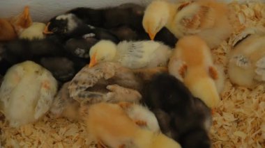 Küçük civcivler çiftlikte özel bir kutuda uyurlar. Gıda üretimi endüstrisi. Görüntüyü kapat. Yüksek kalite 4k görüntü
