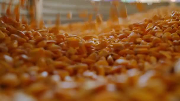 農民はトウモロコシの穀物を手に入れる クローズアップショット 高品質の4K映像 — ストック動画