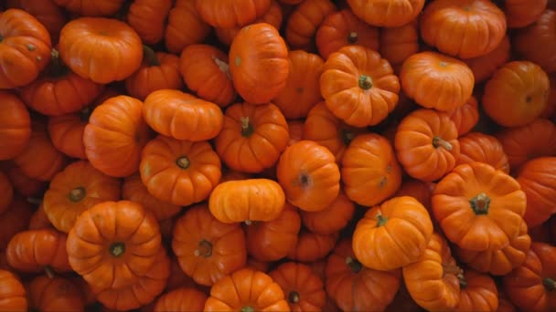 Cosecha Calabaza Varias Calabazas Naranja Formas Tamaños Mueve Las Imágenes — Vídeo de stock