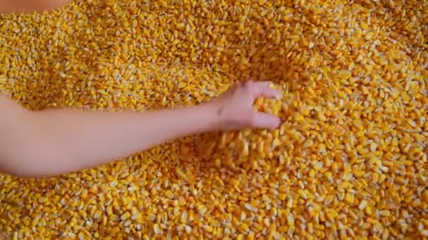 Rolnicy Zbierają Kukurydzę Najlepszy Strzał Wysokiej Jakości Materiał — Wideo stockowe