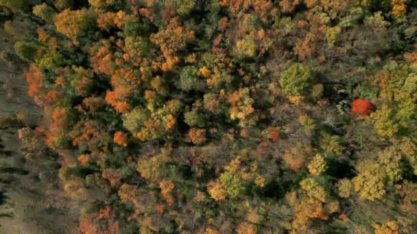 Vista Aérea Colorida Incrível Floresta Outono Sobre Árvores Queda Coloridas — Vídeo de Stock