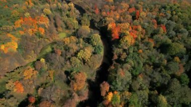Sonbaharda renkli ağaçların tepesinden aşağıya doğru renkli bir orman manzarası. - Evet. Yüksek kalite 4k görüntü