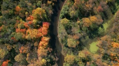 Sonbaharda ormanın ve nehrin rengarenk devrilmiş ağaçların üzerinden geçen inanılmaz renkli görüntüsü geniş manzaranın en tepesinde. - Evet. Yüksek kalite 4k görüntü