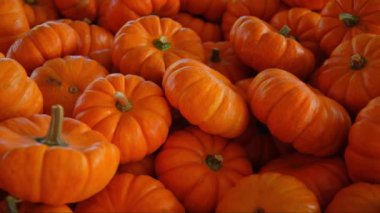 Kabak hasadı çeşitli balkabaklarının turuncu şekilleri ve boyutları çiftlik tezgahında. Çekimi oynat. Yüksek kalite 4k görüntü