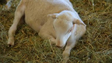 Köyün kırsal kesimlerinde şirin koyunlar uyuyor. Hayvan portresi. Ağır çekim. Kapatın. Yüksek kalite 4k görüntü