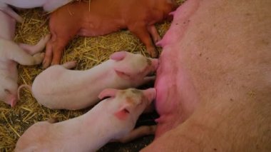 Yavru domuzlar anne domuzun üzerinde emziriyor, samanların üzerinde uyuyor. Kırsal çiftlik hayvanları. Kapatın. Yüksek kalite 4k görüntü