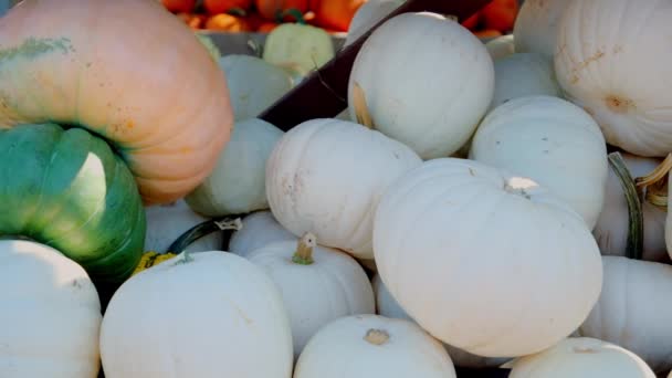 Colheita Abóbora Várias Abóboras Formas Brancas Tamanhos Balcão Fazenda Dia — Vídeo de Stock