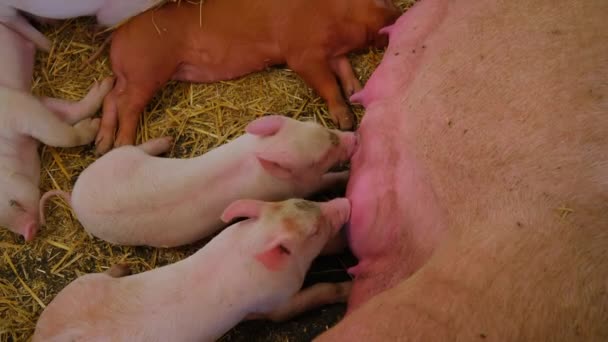 小猪用木乃伊喂养 睡在干草上 农村动物 靠近点高质量的4K镜头 — 图库视频影像