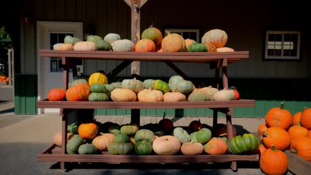 在阳光明媚的日子里 农场商店柜台上有各种南瓜柳橙形状和大小的南瓜收获 高质量的4K镜头 — 图库视频影像