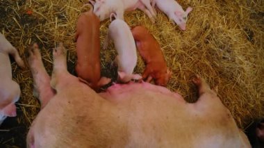 Yavru domuzlar anne domuzun üzerinde emziriyor, samanların üzerinde uyuyor. Kırsal çiftlik hayvanları tepeden tırnağa vurulmuş. Yüksek kalite 4k görüntü