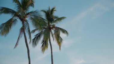Gündüz vakti palmiye ağaçları ve mavi gökyüzü geniş açıda. Kamerayı çek. Yüksek kalite 4k görüntü