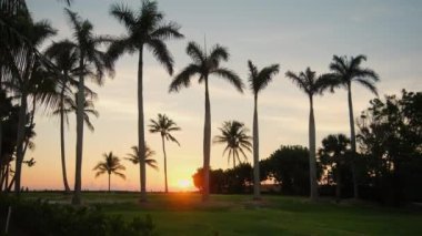 Renkli günbatımında sahildeki palmiye ağaçlarının silueti. Geniş açı. Yüksek kalite 4k görüntü