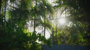 Gündüz palmiye ağaçları ve güneş ışınları. Kamerayı çek. Yüksek kalite 4k görüntü