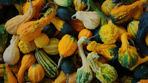 Közelkép Orange Pumpkin Betakarítás Különböző Sütőtök Formák Méretek Mezőgazdasági Pulton — Stock videók