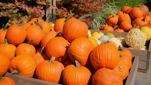 Orange Pumpkin Harvest Various Pumpkins Shapes Sizes Farm Counter Close — Stock Video