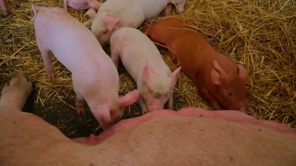 Lechones Jóvenes Cuidando Cerdo Momia Durmiendo Heno Animales Granja Rural — Vídeo de stock