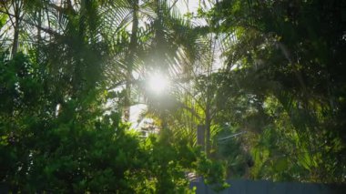 Gündüz palmiye ağaçları ve güneş ışınları. Kamerayı çek. Yüksek kalite 4k görüntü