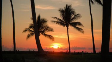 Plajdaki palmiye ağaçlarının silueti. Renkli kırmızı günbatımı saatinde. - Evet. Yüksek kalite 4k görüntü