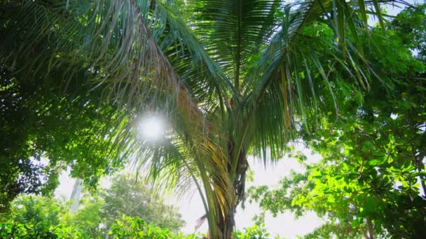 Silhouette Palmiers Sur Plage Heure Coucher Soleil Rouge Coloré Images — Video