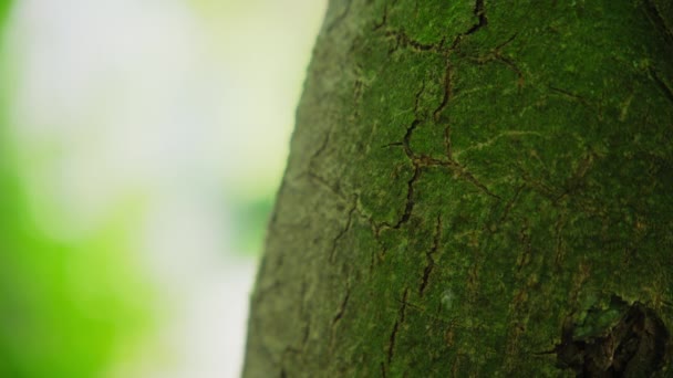 Disparo Cerca Árbol Hormigas Caminando Corriendo Viviendo Árbol Seco Imágenes — Vídeo de stock