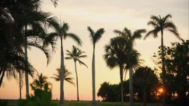 Florida 'da renkli günbatımı saatinde sahildeki palmiye ağaçlarının silueti. Yüksek kalite 4k görüntü