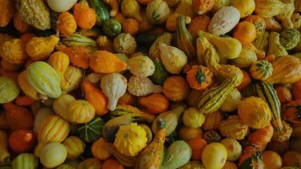 农场柜台上有各种南瓜形状和大小的橙子南瓜收获 移动相机 高质量的4K镜头 — 图库视频影像
