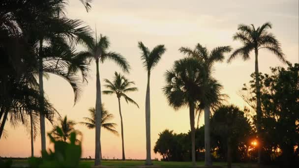 Silhouette Palmiers Sur Plage Coucher Soleil Coloré Sur Floride Images — Video