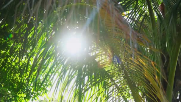 Palmiers Jour Les Rayons Soleil Ralenti Images Haute Qualité — Video