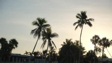 Kumsal, güneş ışığı palmiye ağaçlarının arasından geçiyor. Yüksek kalite 4k görüntü