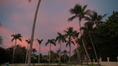 Plajdaki palmiye ağaçlarının silueti. Renkli kırmızı günbatımında. - Evet. Yüksek kalite 4k görüntü