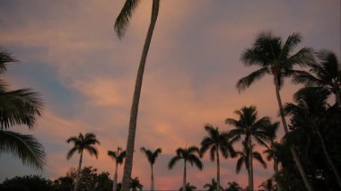 Plajdaki palmiye ağaçlarının silueti. Renkli kırmızı günbatımında. Gün batımında geniş bir görüntü. Yüksek kalite 4k görüntü