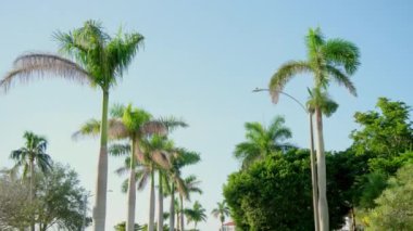 Kamera, caddede bir palmiye ağacının yanından geçerken yukarı bakıyor. Güneşli bir gün. Yüksek kalite 4k görüntü