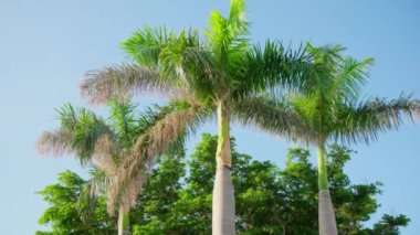 Sokakta bir palmiye ağacı. Güneşli bir gün. Yüksek kalite 4k görüntü