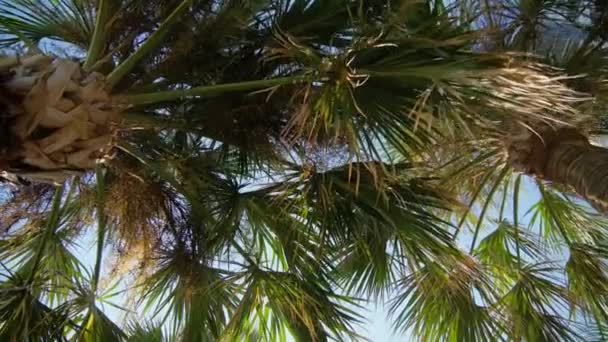 Caméra Lève Les Yeux Passant Devant Des Rangées Palmiers Dans — Video
