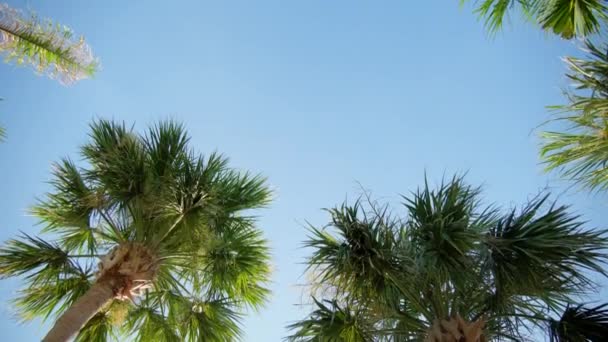 Caméra Lève Les Yeux Passant Devant Des Rangées Palmiers Dans — Video