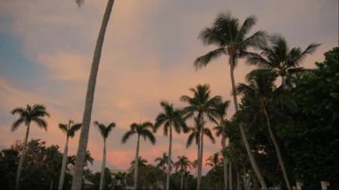 Kırmızı günbatımında plajdaki palmiye ağaçlarının silueti. Renkli günbatımı saatinde geniş bir görüntü. Yüksek kalite 4k görüntü