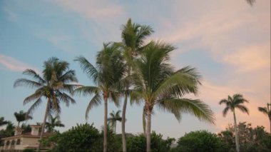 Kırmızı günbatımında sahilde palmiye ağaçları. Renkli günbatımı saatinde geniş bir görüntü. Yüksek kalite 4k görüntü