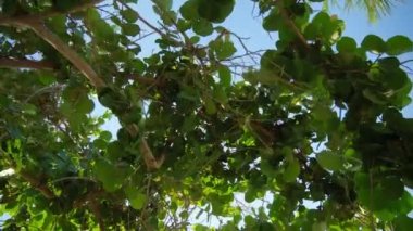 Kamera, caddede bir palmiye ağacının yanından geçerken yukarı bakıyor. Güneşli bir gün. Geniş görüş alanı. Yüksek kalite 4k görüntü