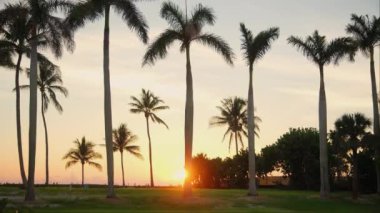 Kırmızı günbatımında sahilde palmiye ağaçları. Renkli günbatımı saatindeki görüntüler. Yüksek kalite 4k görüntü