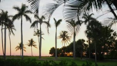 Gün batımında sahilde palmiye ağaçları. Renkli günbatımı saatinde geniş bir görüntü. Kamerayı çek. Yüksek kalite 4k görüntü