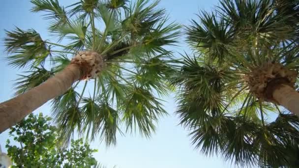 照相机在街上穿过一排棕榈树 阳光灿烂的日子 广角镜头 高质量的4K镜头 — 图库视频影像