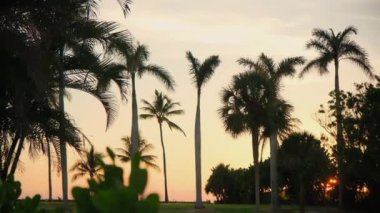 Altın gün batımında sahilde palmiye ağaçları. Renkli günbatımı saatinde geniş bir görüntü. Kamerayı çek. Yüksek kalite 4k görüntü