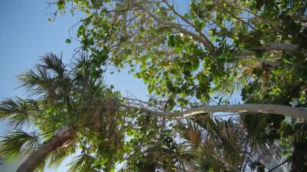 Kamera Caddede Bir Palmiye Ağacının Yanından Geçiyor Güneşli Bir Gün — Stok video