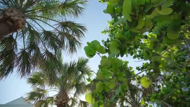 照相机在街上穿过一排棕榈树 阳光灿烂的日子 宽的移动镜头 高质量的4K镜头 — 图库视频影像