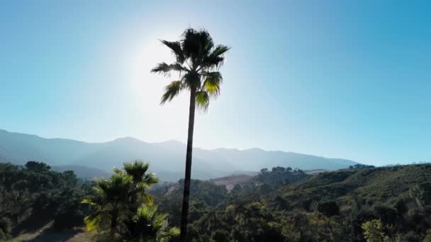 Aerial Shot Palm Tree Rays Sun Background California Mountains High — Stock Video