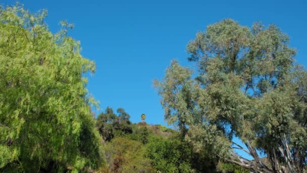 Зелене Листя Гілках Дерев Віці Своїми Яскравими Кольорами Природному Блакитному — стокове відео