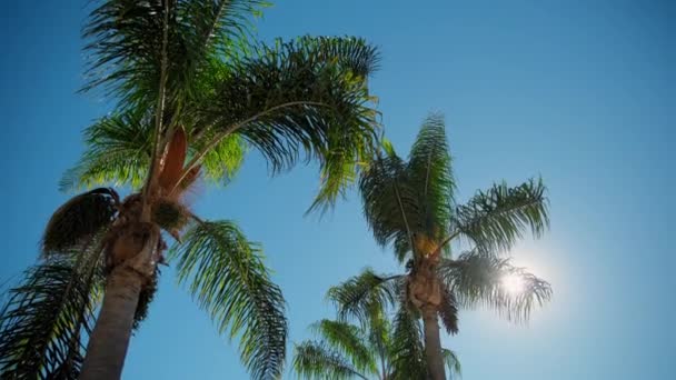 Камера Смотрит Пальмы Улице Солнечный День Голубое Небо Стреляй Высококачественные — стоковое видео