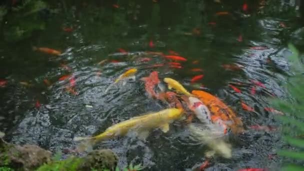 Coloridas Carpas Lujo Peces Koi Nadando Estanque Jardín Imágenes Alta — Vídeos de Stock