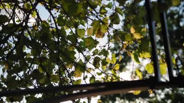 Yeşil Taze Yapraklar Güneş Işınlarıyla Mavi Gökyüzünü Kaplar Yavaş Çekim — Stok video